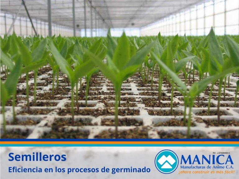 SEMILLEROS MANICA 01