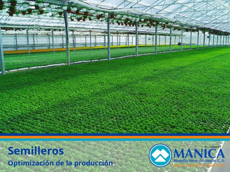SEMILLEROS MANICA 02