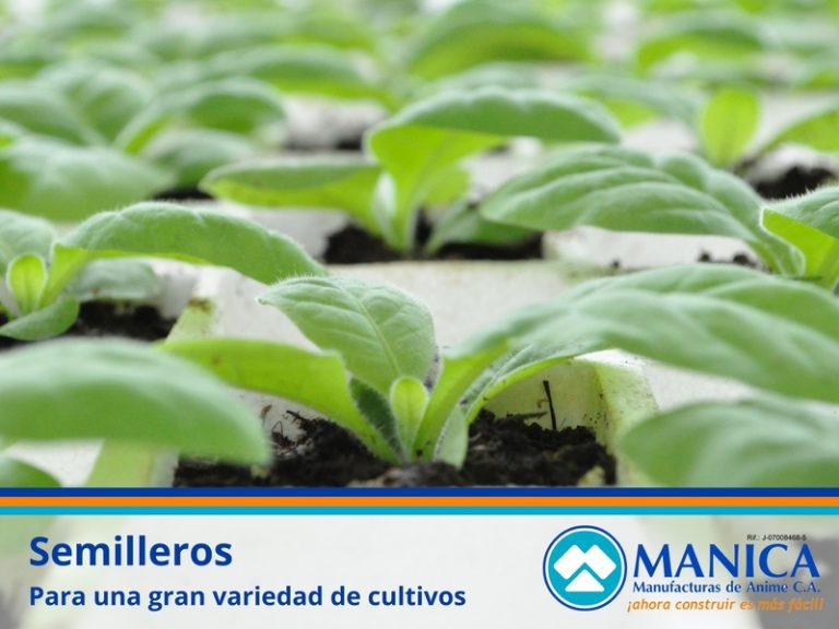 SEMILLEROS MANICA 03