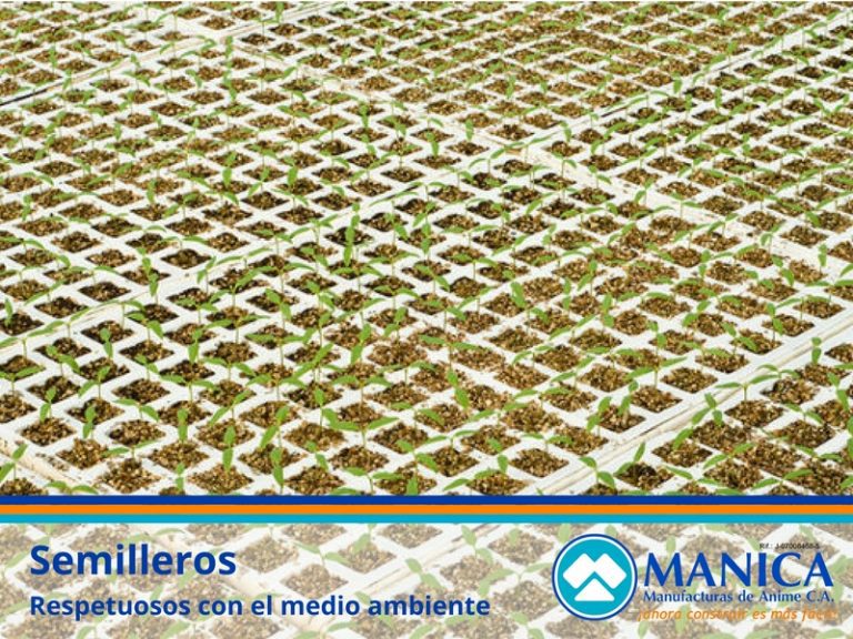 SEMILLEROS MANICA 04