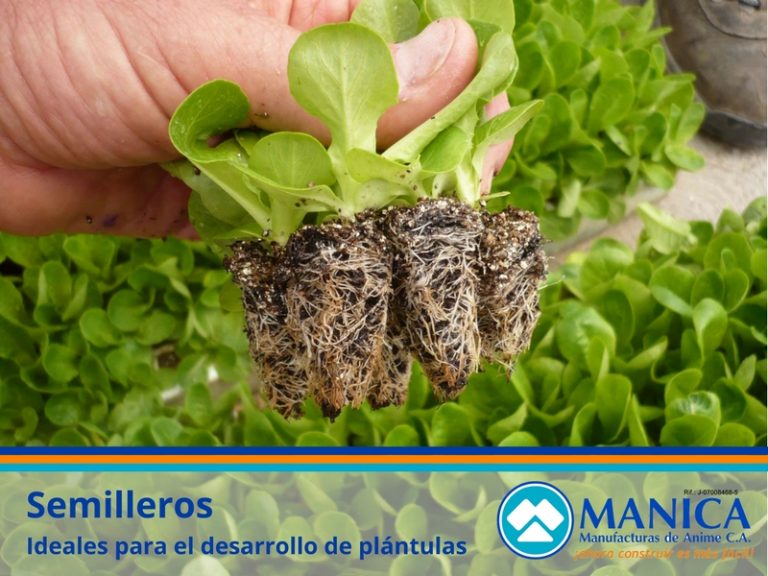 SEMILLEROS MANICA 05